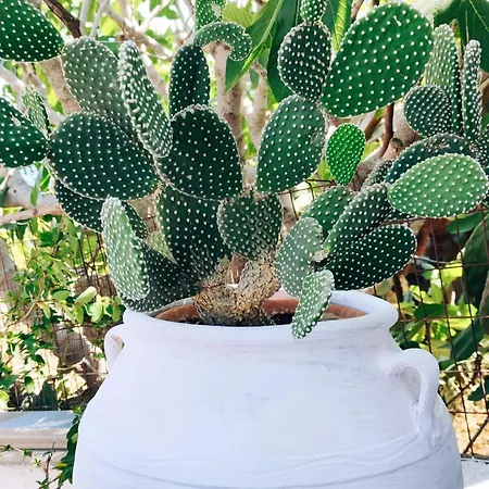 Patelo House 別荘 アギア・マーリナ