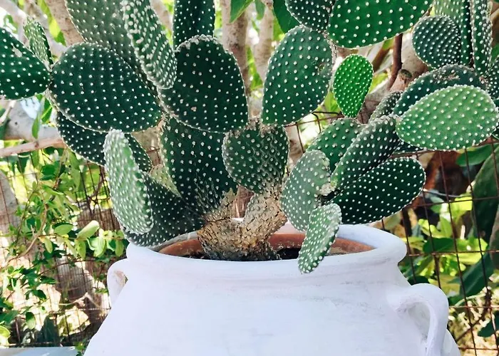 Patelo House Case de vacanță Agia Marina (Leros)