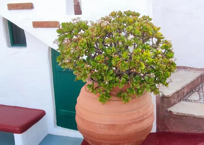 Patelo House Case de vacanță *